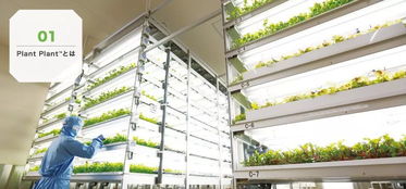 京東生鮮2018年戰(zhàn)略 植物工廠商業(yè)模式或?qū)⑷驈?fù)制